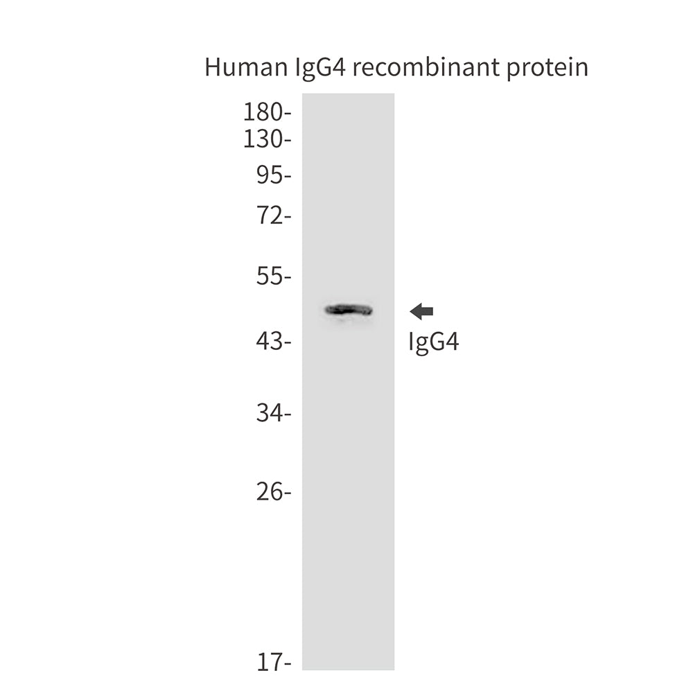 Anti-Human IgG4 Mouse Monoclonal Antibody