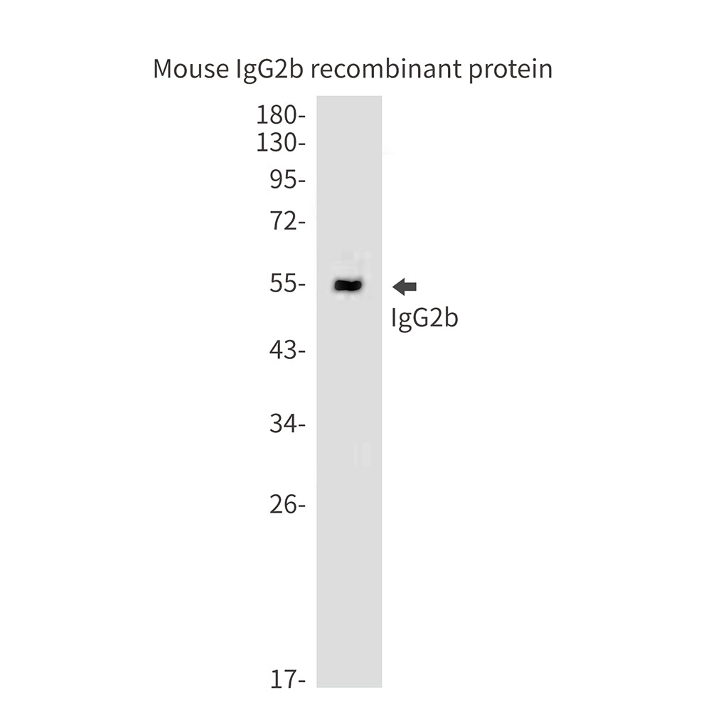 Anti-Mouse IgG2b Rat mAb