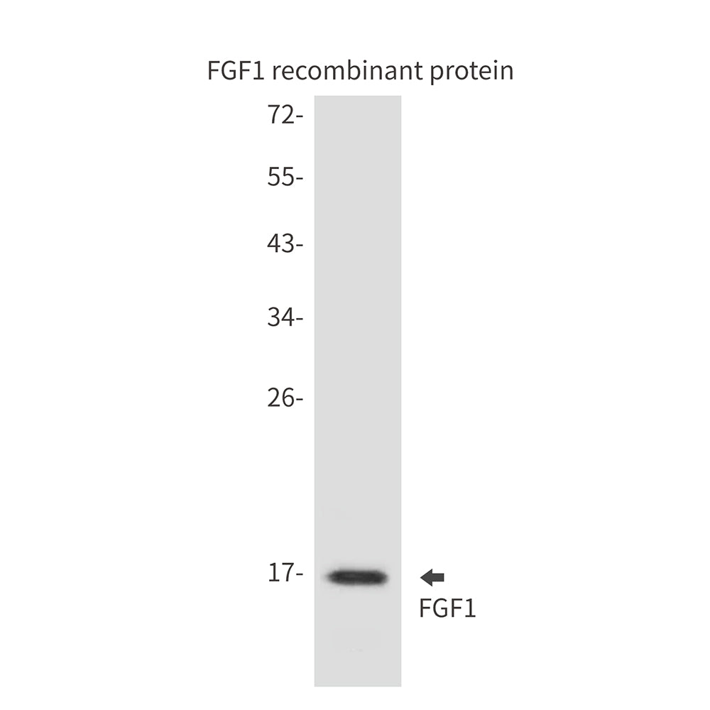 Anti-FGF1 Rat mAb