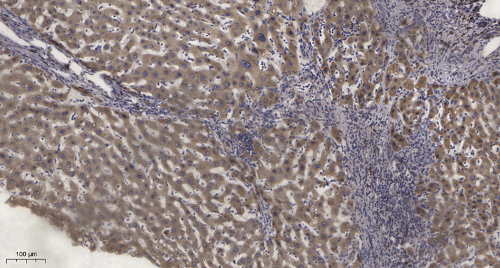 Anti-Phospho-PKC epsilon (Ser729) Rabbit Polyclonal Antibody