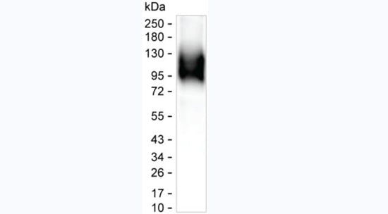Anti-beta Amyloid 1-42 Mouse Monoclonal Antibody