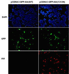 Anti-ABL(Y253H Mutant) Mouse Monoclonal Antibody