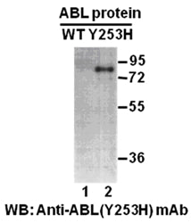 Anti-ABL(Y253H Mutant) Mouse Monoclonal Antibody