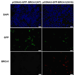 Anti-BRCA1(C61G Mutant) Mouse Monoclonal Antibody