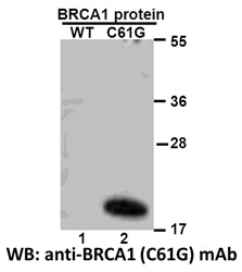Anti-BRCA1(C61G Mutant) Mouse Monoclonal Antibody