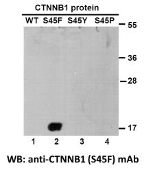 Anti-CTNNB1(S45F Mutant) Mouse Monoclonal Antibody