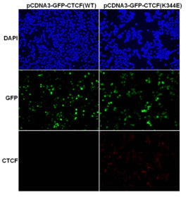 Anti-CTCF(K344E Mutant) Mouse Monoclonal Antibody