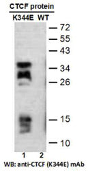 Anti-CTCF(K344E Mutant) Mouse Monoclonal Antibody