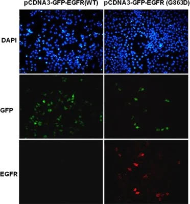 Anti-EGFR(G863D Mutant) Mouse Monoclonal Antibody
