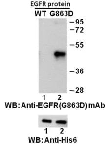 Anti-EGFR(G863D Mutant) Mouse Monoclonal Antibody
