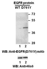 Anti-EGFR(D761Y Mutant) Mouse Monoclonal Antibody