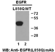 Anti-EGFR (L858Q Mutant) Mouse Monoclonal Antibody