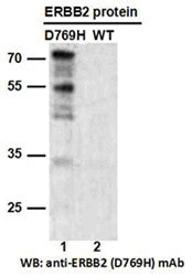 Anti-ERBB2(D769H Mutant) Mouse Monoclonal Antibody