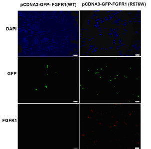Anti-FGFR1(R576W Mutant) Mouse Monoclonal Antibody