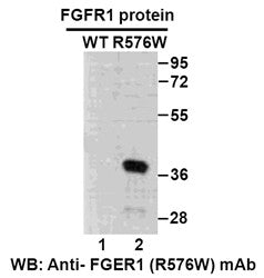 Anti-FGFR1(R576W Mutant) Mouse Monoclonal Antibody