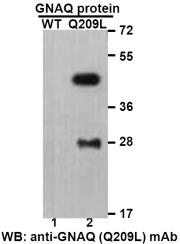 Anti-GNAQ(Q209L Mutant) Mouse Monoclonal Antibody