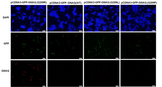 Anti-GNAQ(Q209R Mutant) Mouse Monoclonal Antibody