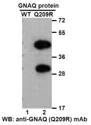 Anti-GNAQ(Q209R Mutant) Mouse Monoclonal Antibody