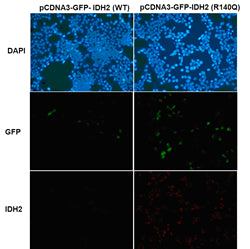 Anti-IDH2(R140Q Mutant) Mouse Monoclonal Antibody