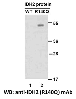 Anti-IDH2(R140Q Mutant) Mouse Monoclonal Antibody