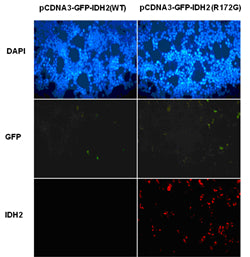 Anti-IDH2(R172G Mutant) Mouse Monoclonal Antibody