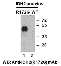 Anti-IDH2(R172G Mutant) Mouse Monoclonal Antibody
