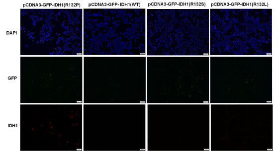 Anti-IDH1(R132P Mutant) Mouse Monoclonal Antibody