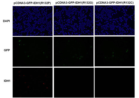 Anti-IDH1(R132P Mutant) Mouse Monoclonal Antibody