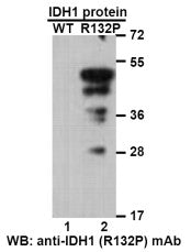 Anti-IDH1(R132P Mutant) Mouse Monoclonal Antibody