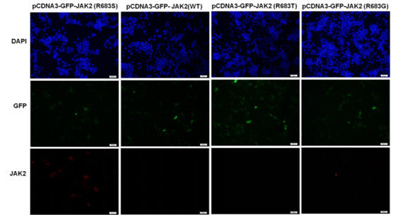 Anti-JAK2(R683S Mutant) Mouse Monoclonal Antibody