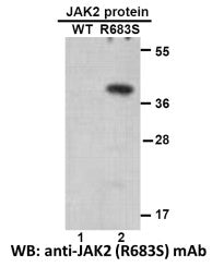 Anti-JAK2(R683S Mutant) Mouse Monoclonal Antibody