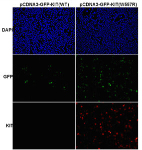 Anti-KIT(W557R Mutant) Mouse Monoclonal Antibody