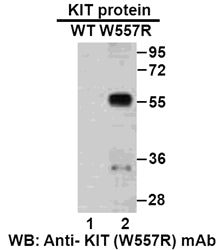 Anti-KIT(W557R Mutant) Mouse Monoclonal Antibody