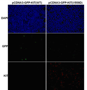 Anti-KIT(V559D Mutant) Mouse Monoclonal Antibody