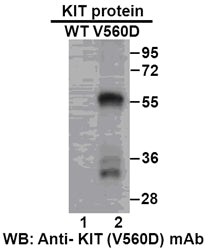 Anti-KIT(V560D Mutant) Mouse Monoclonal Antibody