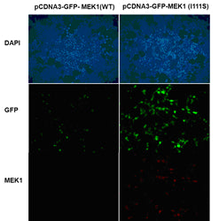 Anti-MEK1(I111S Mutant) Mouse Monoclonal Antibody