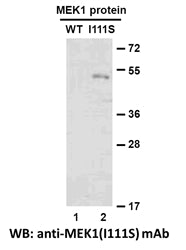 Anti-MEK1(I111S Mutant) Mouse Monoclonal Antibody