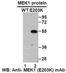 Anti-MEK1(E203K Mutant) Mouse Monoclonal Antibody
