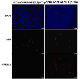 Anti-NFE2L2(D29G Mutant) Mouse Monoclonal Antibody