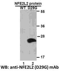 Anti-NFE2L2(D29G Mutant) Mouse Monoclonal Antibody