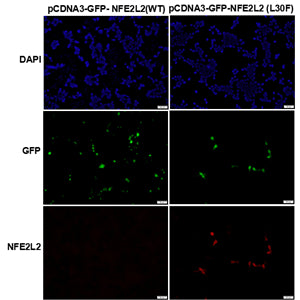 Anti-NFE2L2(L30F Mutant) Mouse Monoclonal Antibody