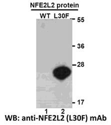 Anti-NFE2L2(L30F Mutant) Mouse Monoclonal Antibody