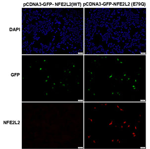 Anti-NFE2L2(E79Q Mutant) Mouse Monoclonal Antibody