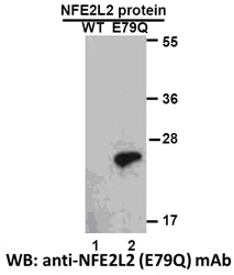 Anti-NFE2L2(E79Q Mutant) Mouse Monoclonal Antibody