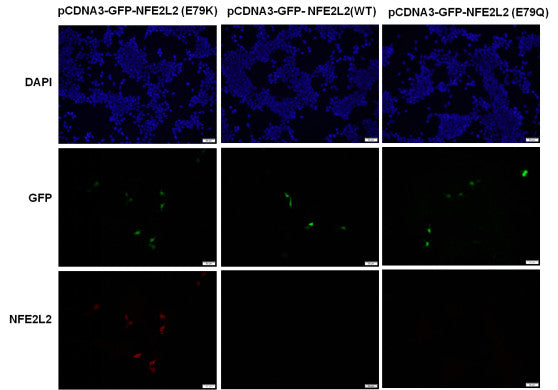 Anti-NFE2L2(E79K Mutant) Mouse Monoclonal Antibody