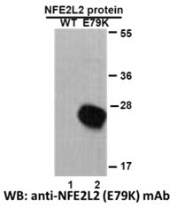 Anti-NFE2L2(E79K Mutant) Mouse Monoclonal Antibody