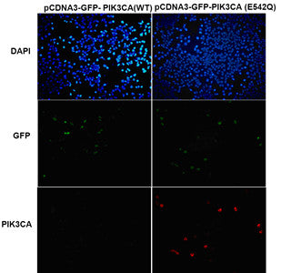 Anti-PIK3CA(E542Q Mutant) Mouse Monoclonal Antibody