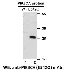 Anti-PIK3CA(E542Q Mutant) Mouse Monoclonal Antibody