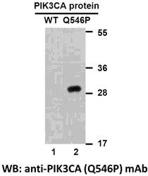 Anti-PIK3CA(Q546P Mutant) Mouse Monoclonal Antibody