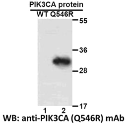 Anti-PIK3CA(Q546R Mutant) Mouse Monoclonal Antibody